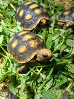 Grote schildpadden (Namen), Dieren en Toebehoren, Reptielen en Amfibieën