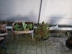 Plantepak en kleine boompje, Tuin en Terras, Bloembakken en Plantenbakken, Ophalen, Zo goed als nieuw