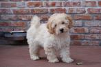 Chiots caniches nains (caniche nain), Caniche, Plusieurs, Parvovirose, Belgique