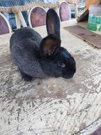 Voedster vlinder, Dieren en Toebehoren, Konijnen