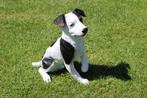 Standbeeld van een JACK RUSSELL-hond van natuurlijke grootte, Ophalen, Nieuw, Kunststof, Dierenbeeld