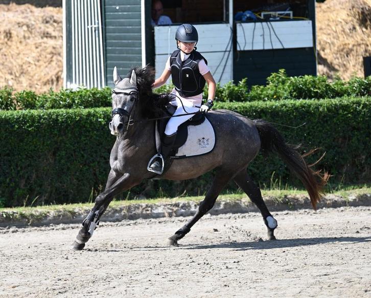 Halve stal aangeboden – Oostende, Dieren en Toebehoren, Paarden, Merrie, Minder dan 160 cm, 3 tot 6 jaar