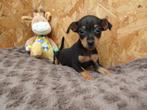 Dwergpinscher puppy's, Dieren en Toebehoren, Honden | Bulldogs, Pinschers en Molossers, België, Overige rassen, CDV (hondenziekte)