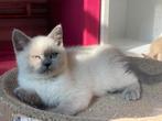 Britse korthaar  kittens met stamboom, Meerdere dieren, Gechipt, 0 tot 2 jaar