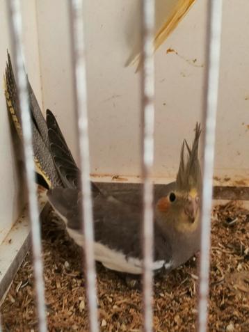 Valkparkietjes vier maanden oud  beschikbaar voor biedingen