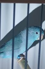 Forpussen, Dieren en Toebehoren