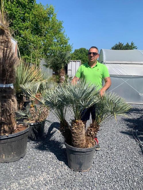 Chamaerops cerifera palmboom, Tuin en Terras, Planten | Tuinplanten, Ophalen