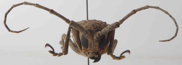 Decoratieve entomologie collectie insecten. Professioneel