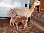 Drachtige alpaca merrie met 5 kleurig cria aan de voet, Dieren en Toebehoren, Juni, Mannelijk
