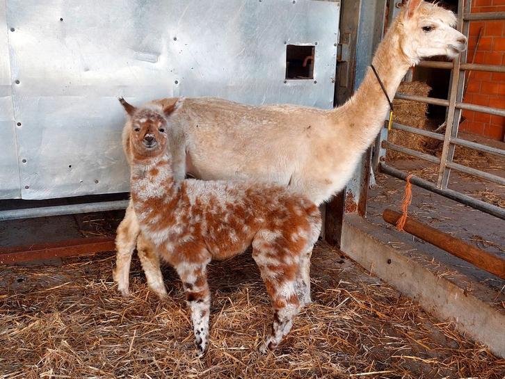 Drachtige alpaca merrie met 5 kleurig cria aan de voet, Dieren en Toebehoren, Overige Dieren, Mannelijk, Juni