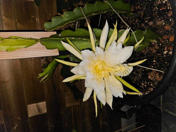 Stekken Dragonfruit Pitahaya/Pitaya, Tuin en Terras, Planten | Tuinplanten, Ophalen of Verzenden