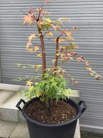 Acer sangokaku, Tuin en Terras, Ophalen