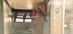 Pennant rosella, Dieren en Toebehoren, Meerdere dieren, Parkiet, Geringd