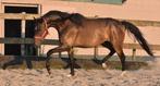 Knappe, 7 jarige ruin, Dieren en Toebehoren, Gechipt, Ruin, 7 tot 10 jaar, 160 tot 165 cm