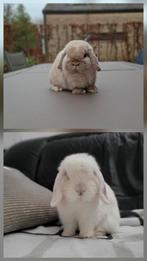 Minilop nestje verwacht, Dieren en Toebehoren, Meerdere dieren, Dwerg, Hangoor, 0 tot 2 jaar