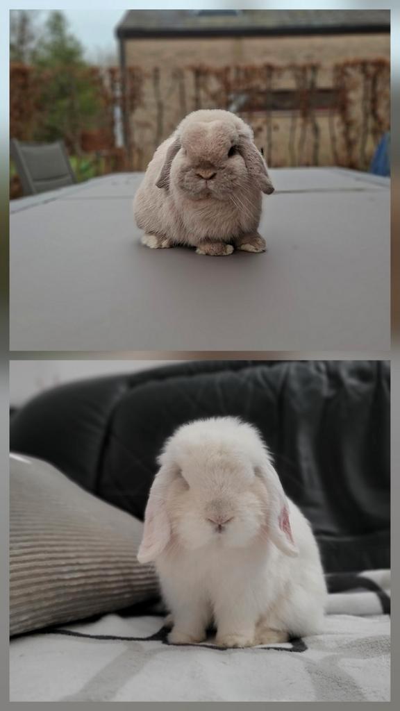 Minilop nestje verwacht, Dieren en Toebehoren, Konijnen, Dwerg, Meerdere dieren, 0 tot 2 jaar, Hangoor