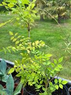 Campsis madam galen, Tuin en Terras, Planten | Tuinplanten, Ophalen
