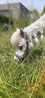 2 super lieve pony's zoeken nieuwe thuis of verzorger, Dieren en Toebehoren, Merrie, A pony (tot 1.17m), Gechipt