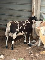 Jonge bok, Mannelijk, Schaap, 0 tot 2 jaar