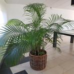 Houtpalm - Areca Palmier, Ophalen
