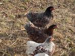 Wyandotte krielen goudblauwgezoomd, Dieren en Toebehoren, Pluimvee, Meerdere dieren, Kip