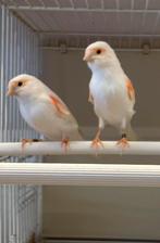 Kanaries rood mozaiek, Dieren en Toebehoren, Vogels | Kanaries, Meerdere dieren, Kleurkanarie