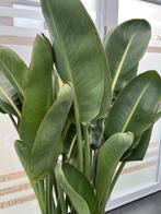 Strelitzia of paradijsvogelplant, Huis en Inrichting, Kamerplanten, Ophalen, 100 tot 150 cm, Overige soorten, Bloeiende kamerplant