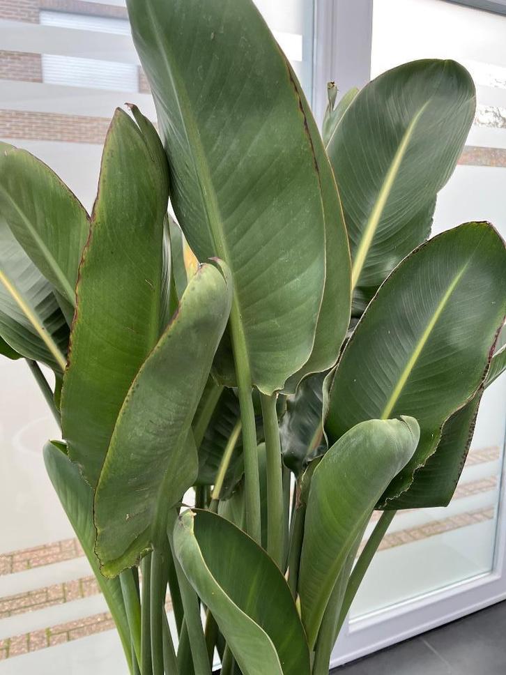 Strelitzia of paradijsvogelplant, Huis en Inrichting, Kamerplanten, Overige soorten, 100 tot 150 cm, Bloeiende kamerplant, Volle zon
