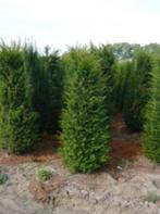 Aanbieding haagplanten, Jardin & Terrasse, Plantes | Arbustes & Haies, Enlèvement, Taxus