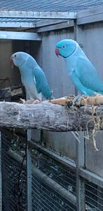 Koppel halsbandparkieten, Dieren en Toebehoren, Vogels | Parkieten en Papegaaien, Meerdere dieren, Parkiet, Geringd