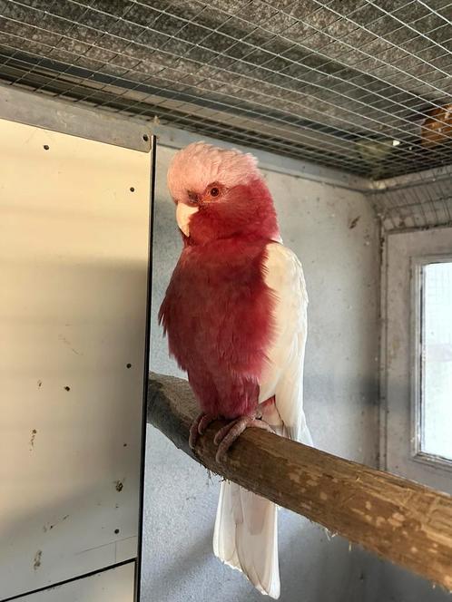1-1 lutino x lutino rosé kaketoe, Dieren en Toebehoren, Vogels | Parkieten en Papegaaien, Papegaai, Meerdere dieren, Geringd