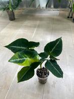 Syngonium Scrambled Eggs Variegated, Huis en Inrichting, Kamerplanten, Ophalen