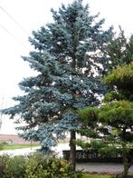 kerstboom ca 10m hoog, Diversen, Kerst, Ophalen, Nieuw