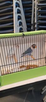 Personatas, Dieren en Toebehoren