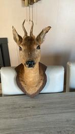 REEBOKKOP taxidermie, Verzamelen, Dierenverzamelingen, Ophalen, Zo goed als nieuw, Hert, Gewei of Kop