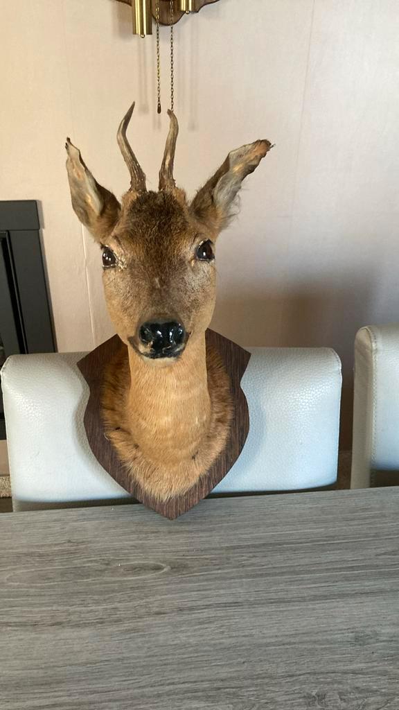REEBOKKOP taxidermie, Verzamelen, Dierenverzamelingen, Zo goed als nieuw, Gewei of Kop, Hert, Ophalen