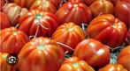 Bio Couer de boeuf tomatenplanten,  per plant voor 1 euro, Ophalen