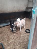 3 prachtige gekleurde jonge melkgeit mieke's