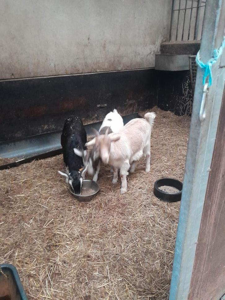 3 prachtige gekleurde jonge melkgeit mieke's, Dieren en Toebehoren, Schapen, Geiten en Varkens, Geit, Vrouwelijk