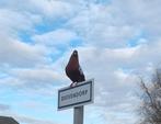 Sierduiven, Dieren en Toebehoren, Vogels | Duiven