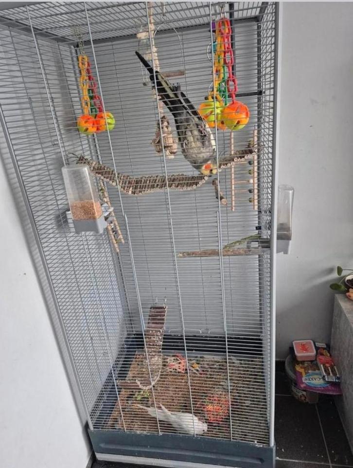 2 handtamme valkparkieten, Animaux & Accessoires, Oiseaux | Perruches & Perroquets, Perruche, Mâle, Domestique