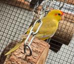 Kakariki, Dieren en Toebehoren, Vrouwelijk, Parkiet, Geringd