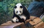 4 kaartjes voor Ouwehands Dierenpark in Rhenen, Verzamelen, Supermarktacties, Verzenden