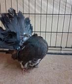 Pure race fantail Australien baguer exposition 2025, Plusieurs animaux, Autres espèces