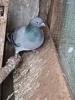 Slacht  duiven  3 euro per  stuk  laatse  5, Dieren en Toebehoren