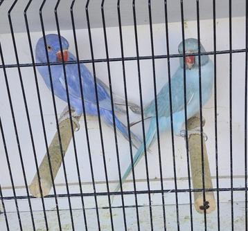 Halsband parkieten  beschikbaar voor biedingen