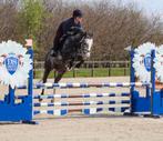10 jarige hengst te koop, Dieren en Toebehoren, Paarden, Springpaard, M, Hengst, 7 tot 10 jaar