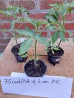 Tomaten  en pompoen planten à 75 cent, Tuin en Terras, Planten | Tuinplanten, Ophalen