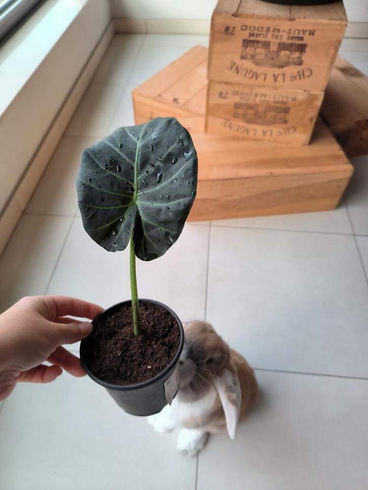 Alocasia Regal shield kamerplant, Huis en Inrichting, Kamerplanten, Ophalen