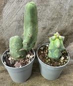 Cactus Stelletje boobiecactus en peniscactus SET, Maison & Meubles, Plantes d'intérieur, Cactus, Envoi, Moins de 100 cm